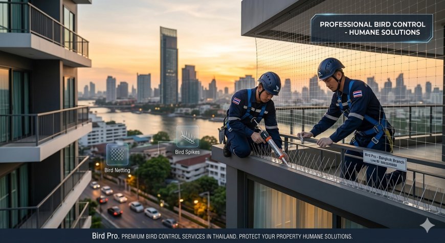 Professional Bird Control Services in Thailand: Why It’s Essential for Your Property